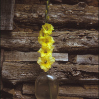 yellow glad in old glass vase