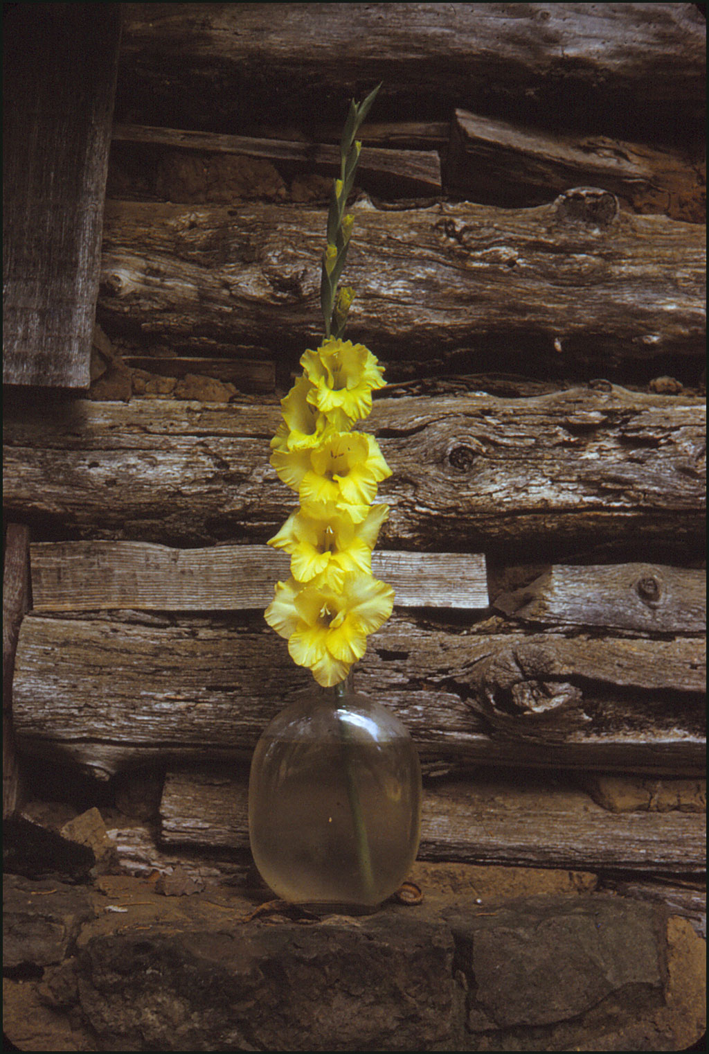 yellow glad in old glass vase